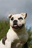 BOULEDOGUE AMERICAIN 293